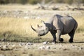 A rhino in open savannah Royalty Free Stock Photo