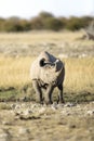 A rhino in open savannah Royalty Free Stock Photo