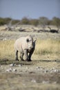 A rhino in open savannah Royalty Free Stock Photo