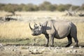 A rhino in open savannah Royalty Free Stock Photo