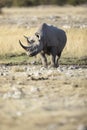 A rhino in open savannah Royalty Free Stock Photo