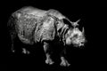 Rhino over on black background Royalty Free Stock Photo