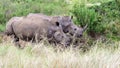 Rhino pair at grassy waterhole. Royalty Free Stock Photo