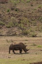 A rhino in Pilanesberg national park, South Africa Royalty Free Stock Photo