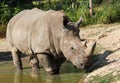 Rhino in Pond