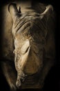 Rhino portrait Royalty Free Stock Photo