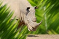 Rhino portrait in jungle Royalty Free Stock Photo