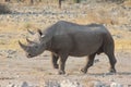 Rhino portrait Royalty Free Stock Photo