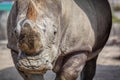 Rhino portrait Royalty Free Stock Photo