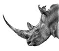 Rhino Profile Pencil illustration isolated on a white. Detailed animal drawing Royalty Free Stock Photo
