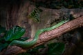 Rhino Rat snake, Gonyosoma boulengeri, viper from Vietnam and China. Green snake in the vegetation. Asia wildlife