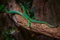 Rhino Rat snake, Gonyosoma boulengeri, viper from Vietnam and China. Green snake in the vegetation. Asia wildlife