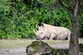 Rhino Relaxing