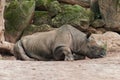 Rhino relaxing