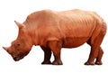 Rhino rhinoceros