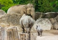 Rhino rhinoceros baby elephant zoo animals Royalty Free Stock Photo