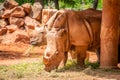 Rhino or rhinoceros is eating grass on the red soil Royalty Free Stock Photo