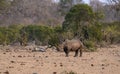 Rhino or Rhinoceros, with horns in tact, walking in late afternoon sun