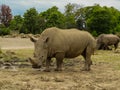 Rhino Royalty Free Stock Photo