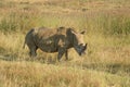 Rhino or Rhinoceros showing rhino horn Royalty Free Stock Photo