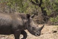 Rhino, Rhinoceros, walking to right, with rhino horn clearly visible