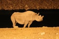 Rhino Rhinocerotidaeat the waterhole at night - Namibia Africa