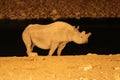 Rhino Rhinocerotidaeat the waterhole at night - Namibia Africa