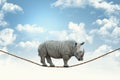 Rhino on rope Royalty Free Stock Photo