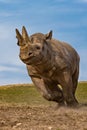 Rhino Royalty Free Stock Photo