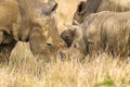 Rhino`s Father Mother Calf Affectionate Wildlife