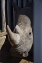 Rhino at the zoo Royalty Free Stock Photo