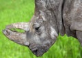 Rhino`s profile on green grass blur background Royalty Free Stock Photo