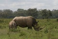 Rhino family in kenya Royalty Free Stock Photo