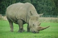 Rhino in the safari park