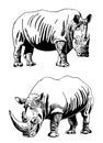 Graphical hand-drawn set of rhinos isolated on white,vector illustration Royalty Free Stock Photo