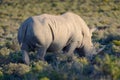Rhino Royalty Free Stock Photo