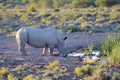 Rhino Royalty Free Stock Photo
