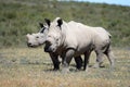 Rhino Royalty Free Stock Photo