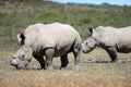 Rhino Royalty Free Stock Photo
