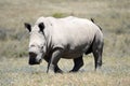 Rhino Royalty Free Stock Photo