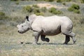 Rhino Royalty Free Stock Photo