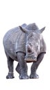 Rhino Silhouette Royalty Free Stock Photo