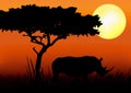 Rhino Silhouette In Sunset