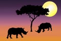 Rhino Silhouette In Sunset