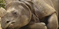 Rhino Sleeping Royalty Free Stock Photo