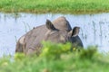 Rhino Sleeping Ears Alert Royalty Free Stock Photo