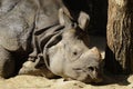 Rhino sleeping Royalty Free Stock Photo