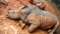 Rhino sleeping in the mud Royalty Free Stock Photo