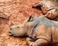 Rhino sleeping in the mud Royalty Free Stock Photo