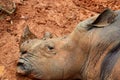 Rhino sleeping in the mud Royalty Free Stock Photo